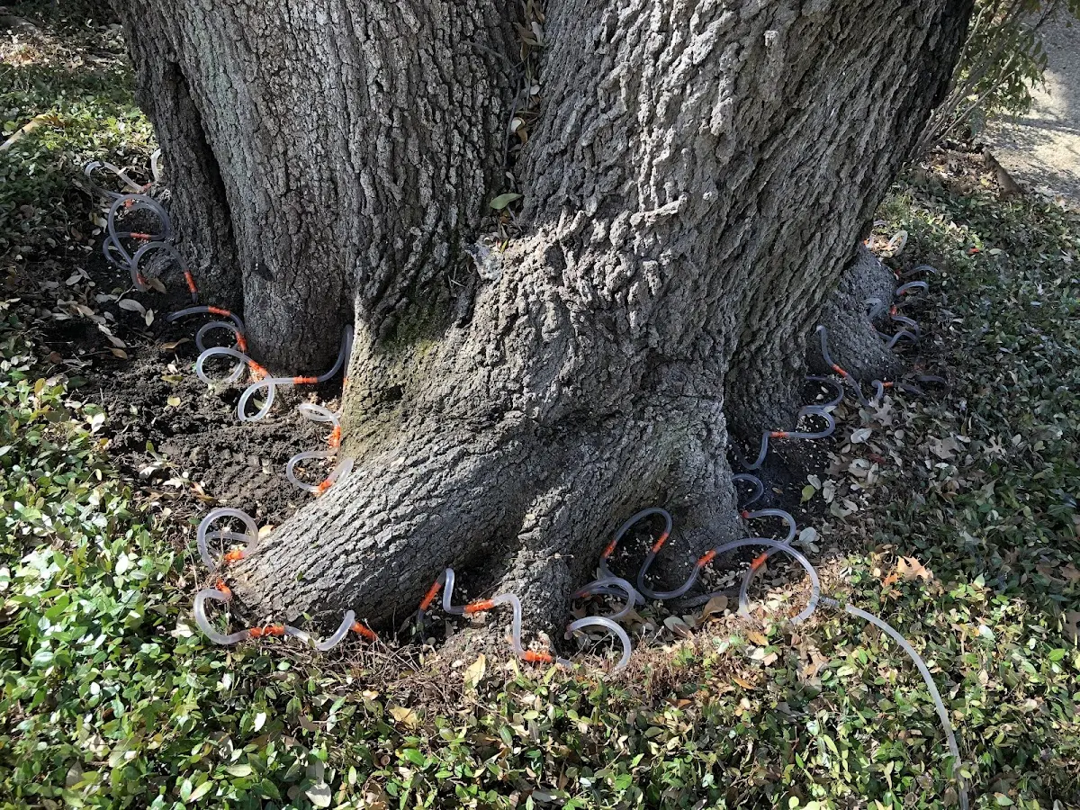 Detailed Tree Cabling and Bracing job site in Monroe